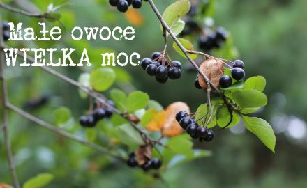5 powodów, dla których warto pić sok z aronii codziennie